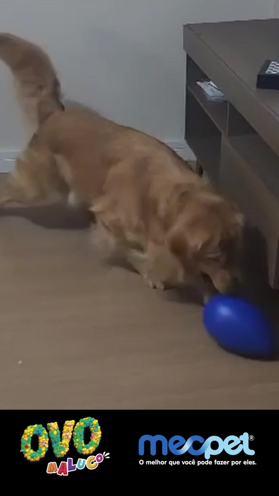 Brinquedo Cachorro Ovo Maluco Bolinha Interativa Diversos Tamanhos