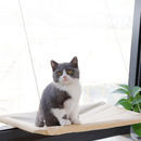 Cama Suspensa de Janela para Gato Pet Caminha Rede para Gatos com Ventosa até 20kg Grande